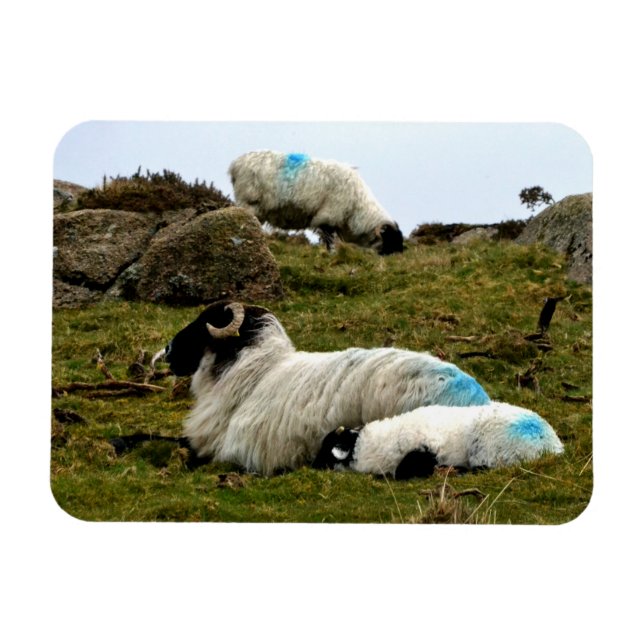 Baby Lamb Schlafen in der Nähe von Wistman's Wood Magnet (Horizontal)