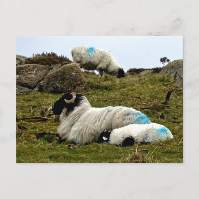 Baby Lamb Schlafen in der Nähe von Wistman's Wood Postkarte (Vorderseite)