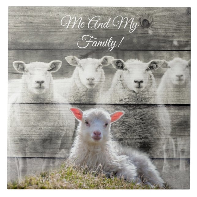 Baby Lamb Sheep Flock Fliese (Vorderseite)