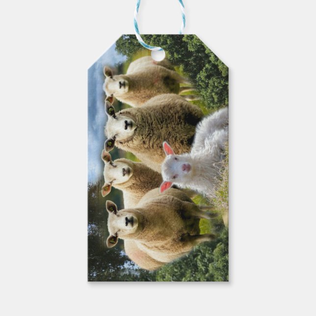Baby Lamb Sheep Herd Flock Geschenkanhänger (Vorderseite)