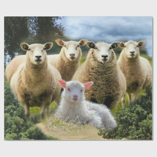 Baby Lamb Sheep Herd Flock Geschenkpapier