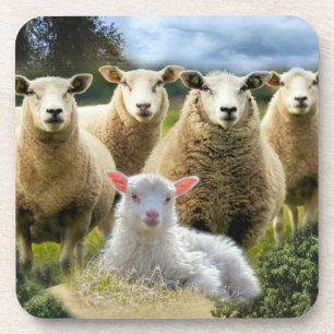 Baby Lamb Sheep Herd Flock Getränkeuntersetzer