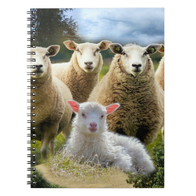 Baby Lamb Sheep Herd Flock Notizblock (Vorderseite)