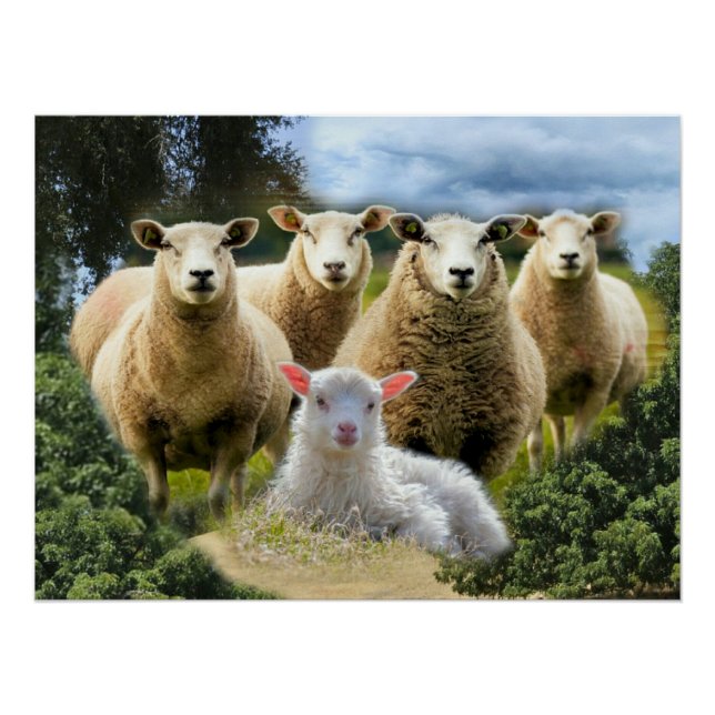 Baby Lamb Sheep Herd Flock Poster (Vorderseite)