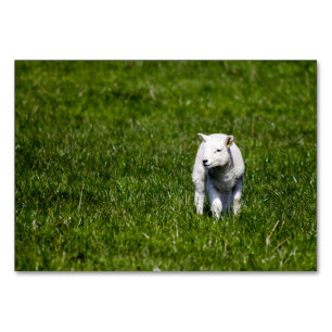 Baby Lamb Tischnummer
