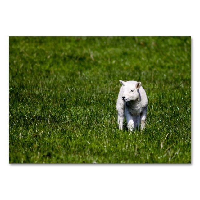 Baby Lamb Tischnummer (Vorderseite)