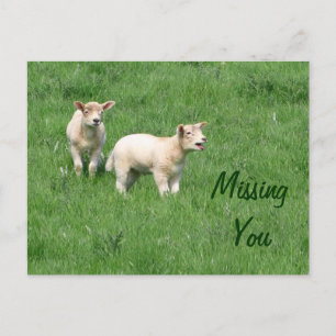 Baby Lambs Postcard Vermisst Postkarte
