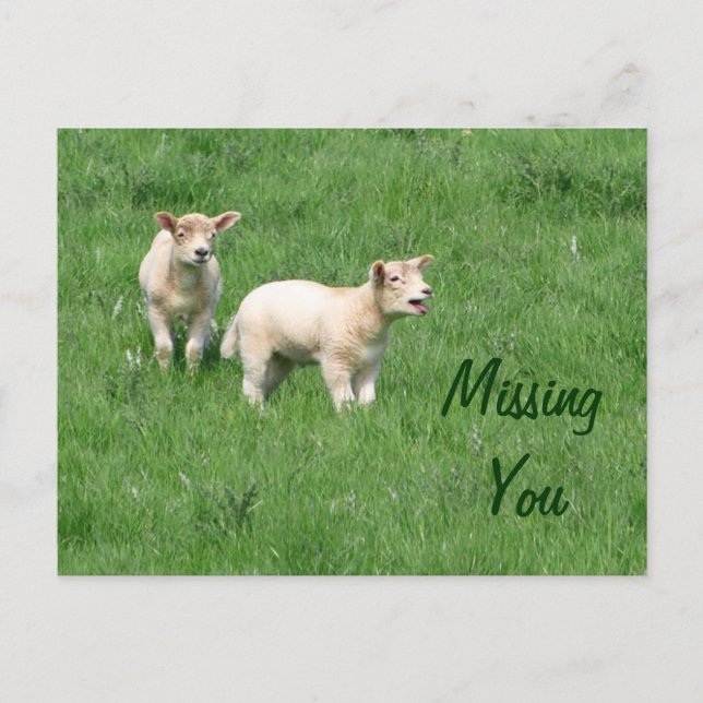 Baby Lambs Postcard Vermisst Postkarte (Vorderseite)