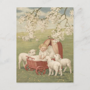 Baby-Lamm-Hartriegel-Baum-Feld Postkarte