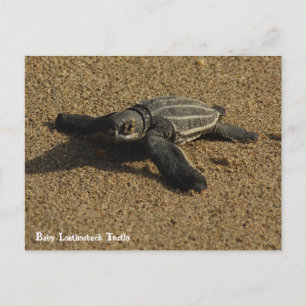 Baby Leatherback Turtle Postkarte
