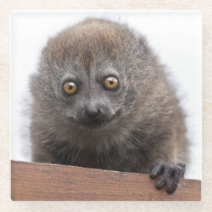 Baby-Lemur-Glasuntersetzer Glasuntersetzer