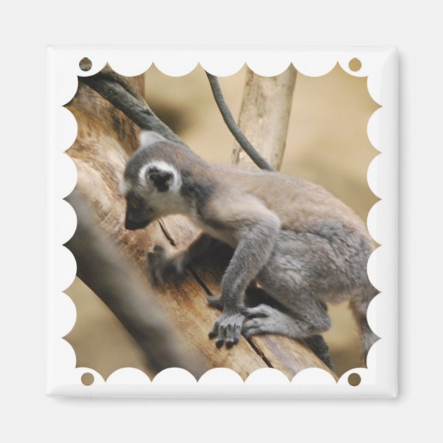 Baby Lemur Magnet (Vorne)