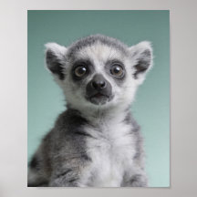 Baby Lemur Portrait – Süße Kinderzimmer-Tier-Wandk