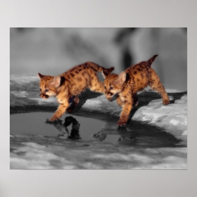 Baby Leopards Poster (Vorne)