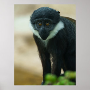 Baby L'Hoest Monkey Poster