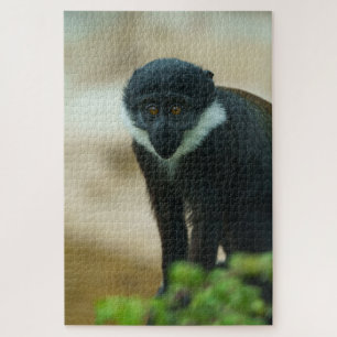 Baby L'Hoest Monkey Puzzle