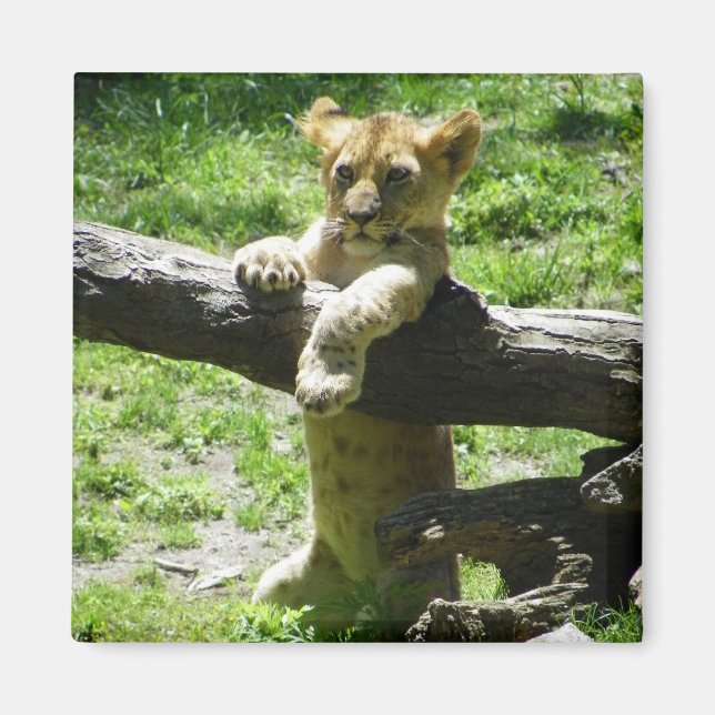 Baby Lion Cub on Branch Magnet (Vorne)