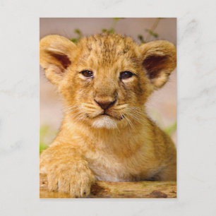 Baby Lion Cub Postkarte