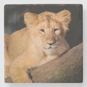 Baby Lion Steinuntersetzer