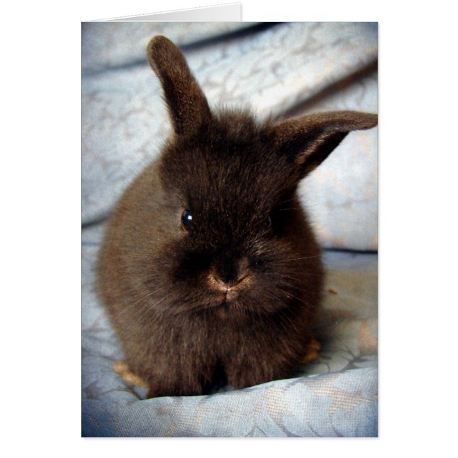 Baby Lionhead Bunny (Vorne)