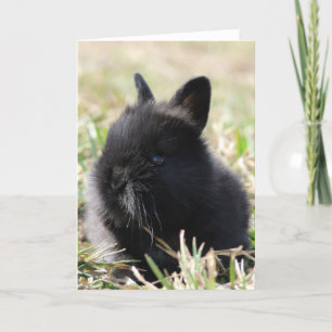 Baby Lionhead Karte