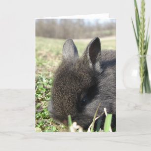 Baby Lionhead Karte