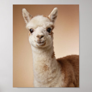Baby-Llama-Porträt – Süße Tier-Wandkunst für das K Poster