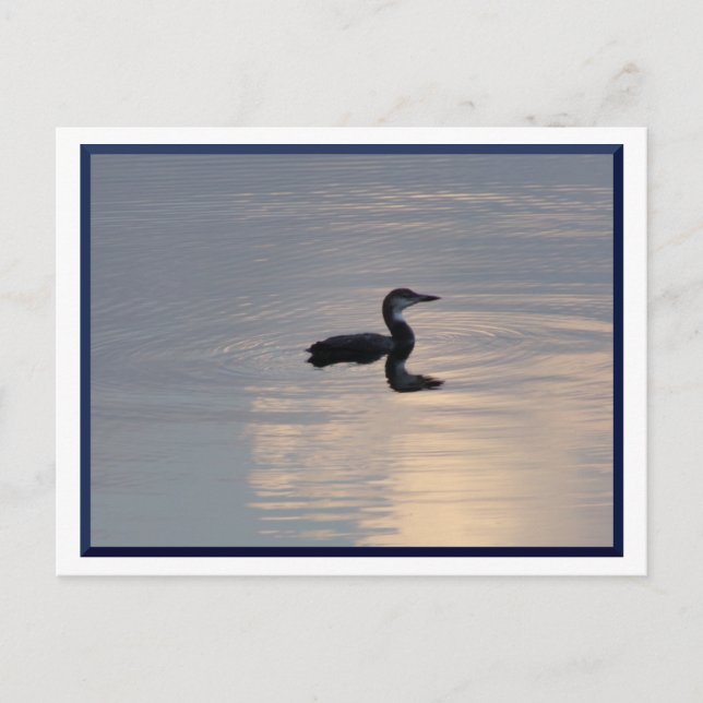 Baby Loon/Northern MN Postcard Postkarte (Vorderseite)