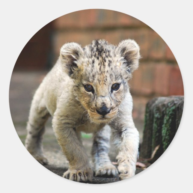 Baby Löwe Prowler Runder Aufkleber (Vorderseite)