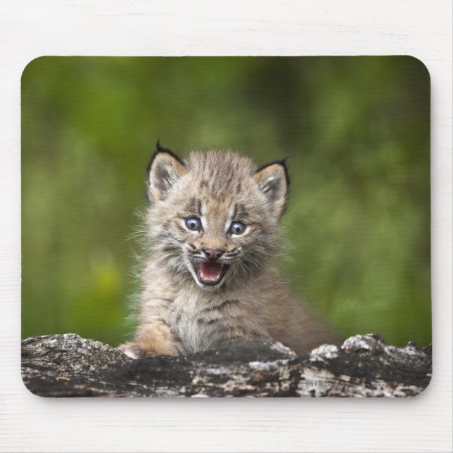 Baby-Luchs, der über A gefallenem Baum schaut Mousepad (Vorne)