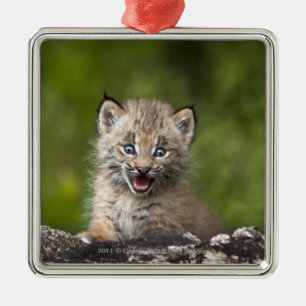 Baby-Luchs, der über A gefallenem Baum schaut Silbernes Ornament