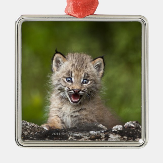 Baby-Luchs, der über A gefallenem Baum schaut Silbernes Ornament (Vorne)