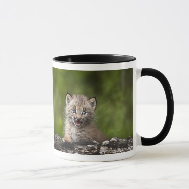 Baby-Luchs, der über A gefallenem Baum schaut Tasse (Rechts)
