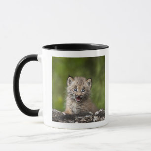 Baby-Luchs (Luchs Canadensis) schauend über A Tasse