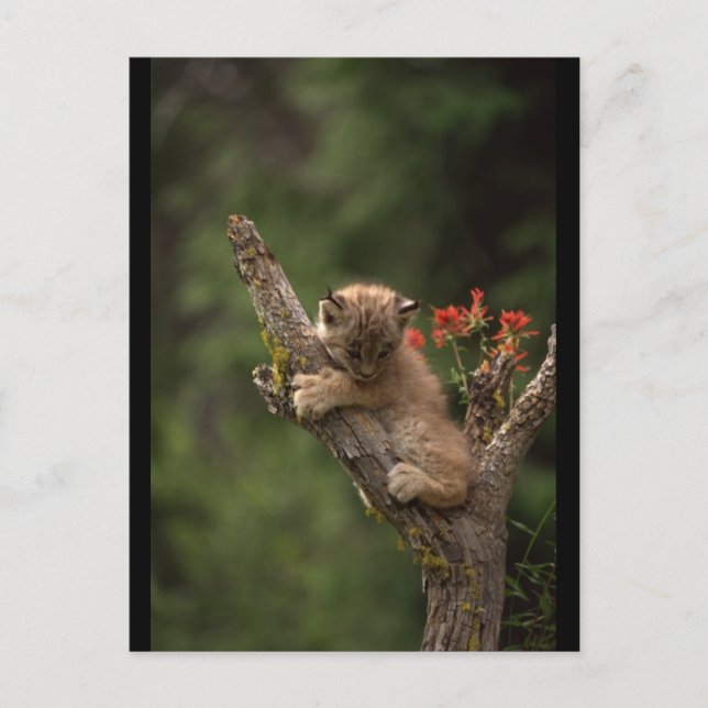 Baby Lynx Climbing Postkarte (Vorderseite)