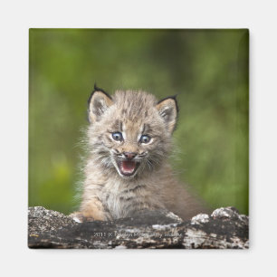 Baby Lynx mit Blick auf einen gefallenen Baum Magnet
