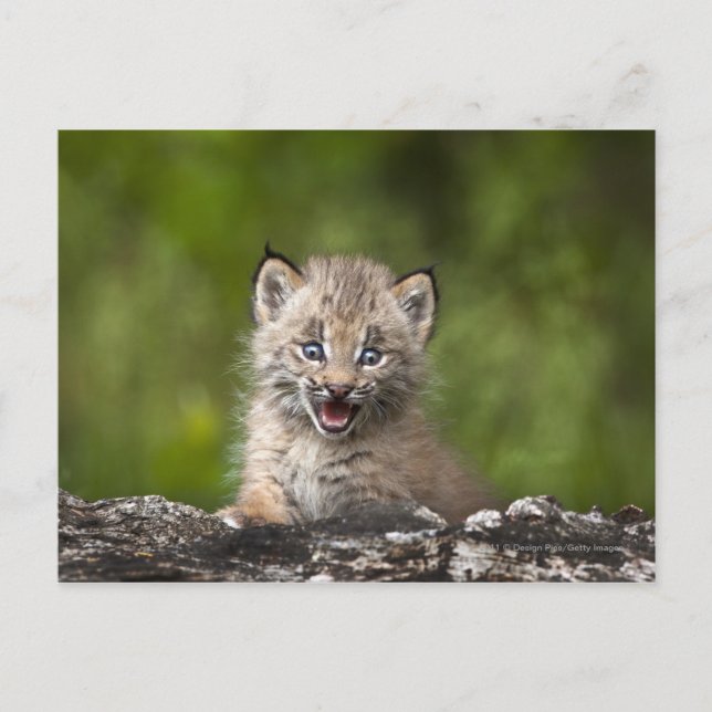 Baby Lynx mit Blick auf einen gefallenen Baum Postkarte (Vorderseite)