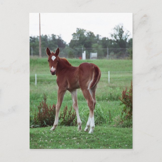 Baby Lynx Postkarte (Vorderseite)