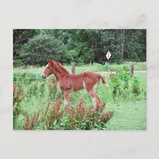 Baby Lynx Postkarte (Vorderseite)