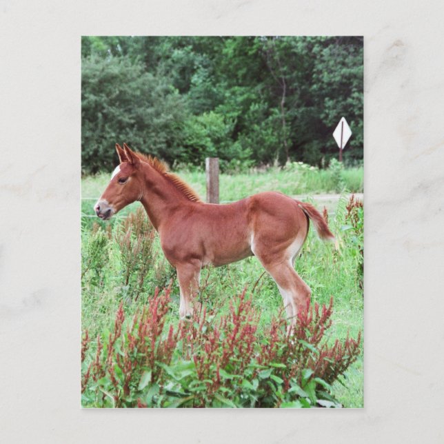 Baby Lynx Postkarte (Vorderseite)