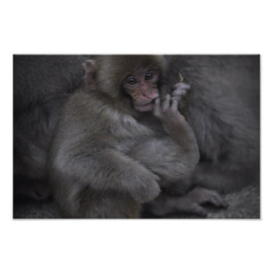 Baby Macaque, Macaco Bebe Fotodruck