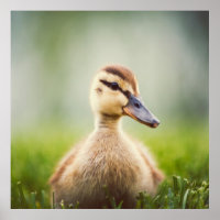 Baby Mallard Ducking