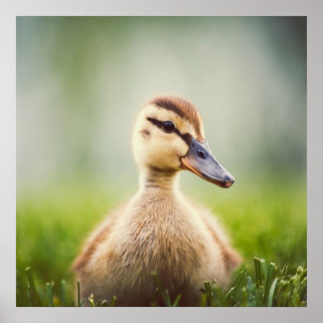 Baby Mallard Ducking Poster (Vorne)