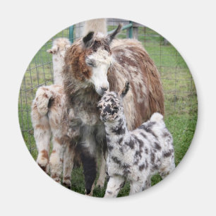 Baby & Mama Llama Kiss Magnet
