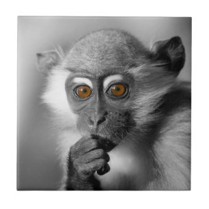 Baby Mangabey Monkey Fliese