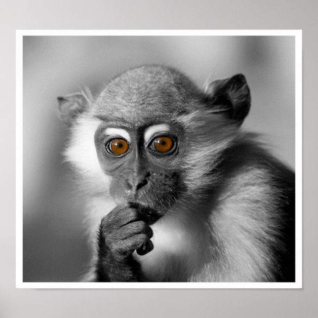 Baby Mangabey Monkey Poster (Vorne)