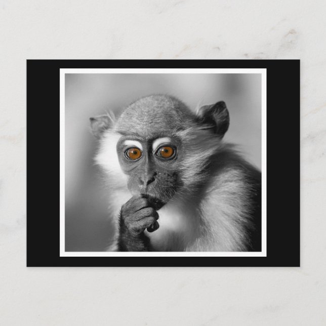 Baby Mangabey Monkey Postkarte (Vorderseite)