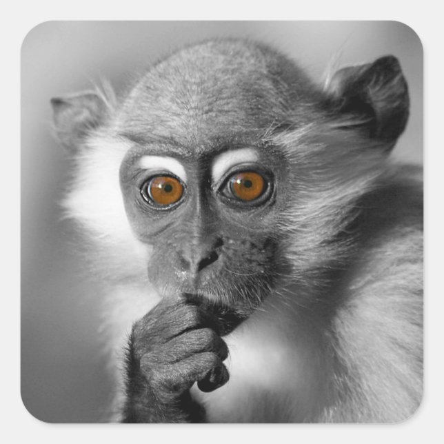Baby Mangabey Monkey Quadratischer Aufkleber (Vorderseite)