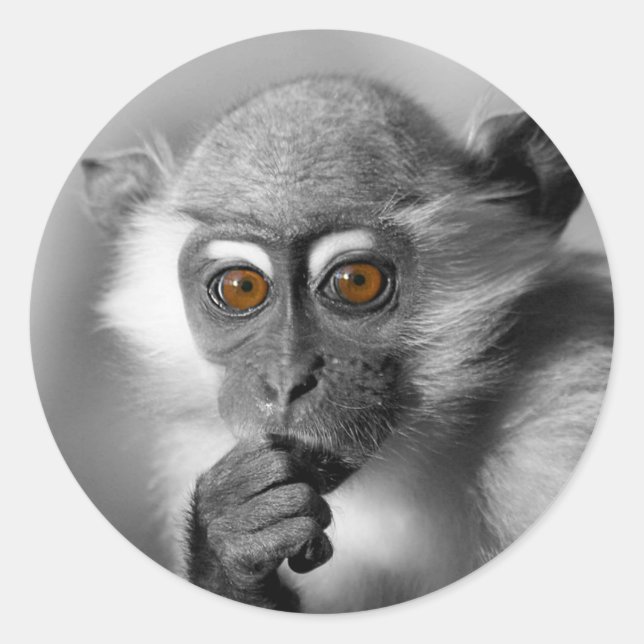 Baby Mangabey Monkey Runder Aufkleber (Vorderseite)