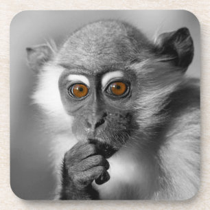 Baby Mangabey Monkey Untersetzer